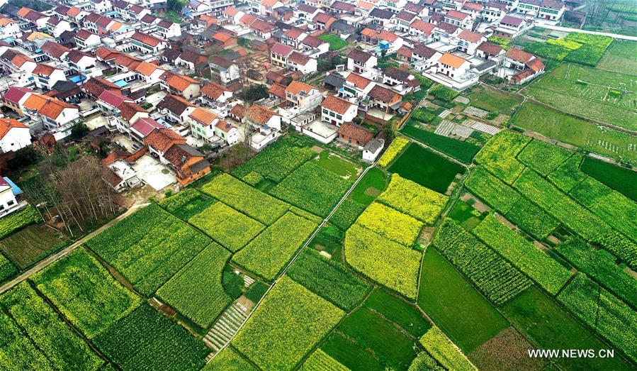 CHINA-SHAANXI-COLE FLOWERS