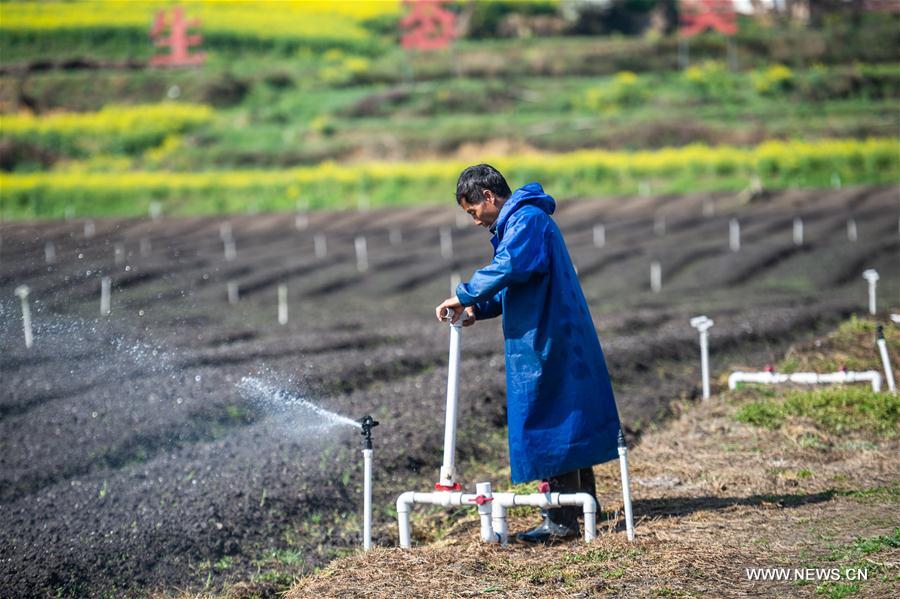 CHINA-CHUNFEN-FARM WORK(CN)