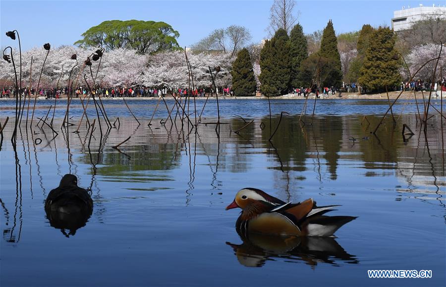 CHINA-BEIJING-SPRING-CHERRY BLOSSOMS (CN)