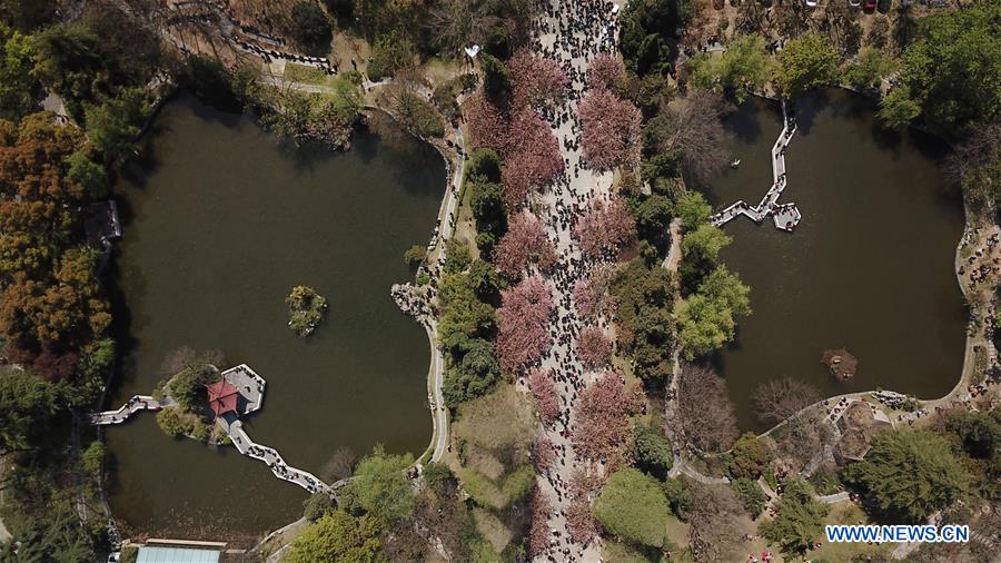 CHINA-ANHUI-HEFEI-CHERRY BLOSSOMS (CN)