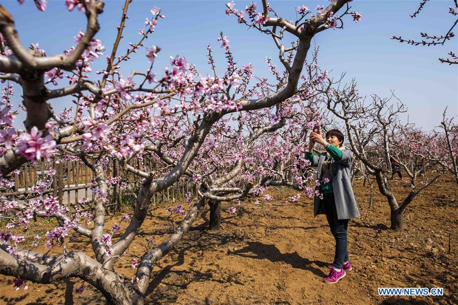 #CHINA-SPRING-LEISURE-FLOWER (CN)