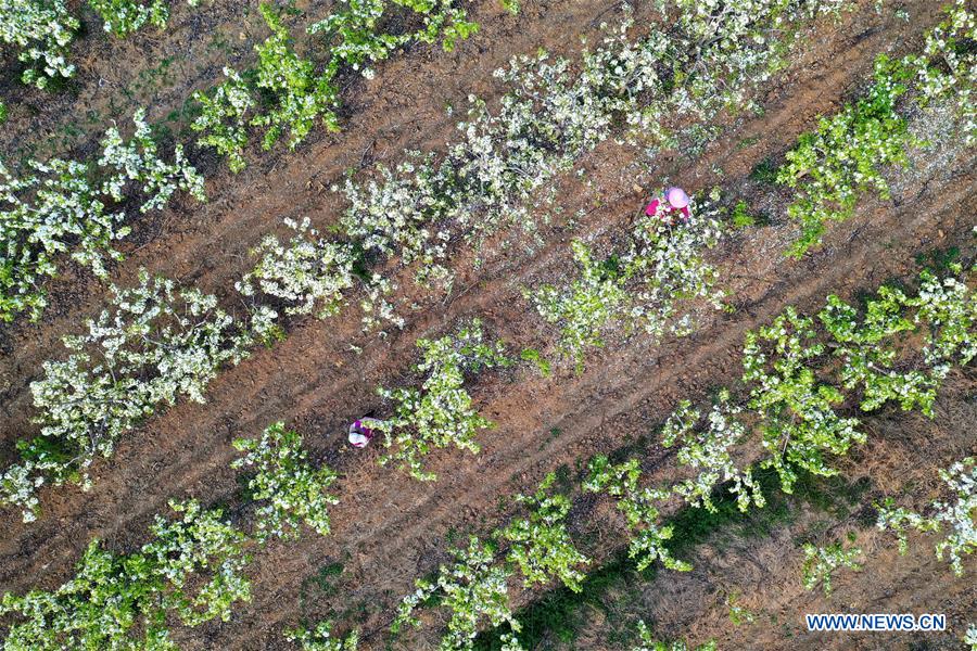 CHINA-HENAN-PEAR TREE-BLOOMING (CN)