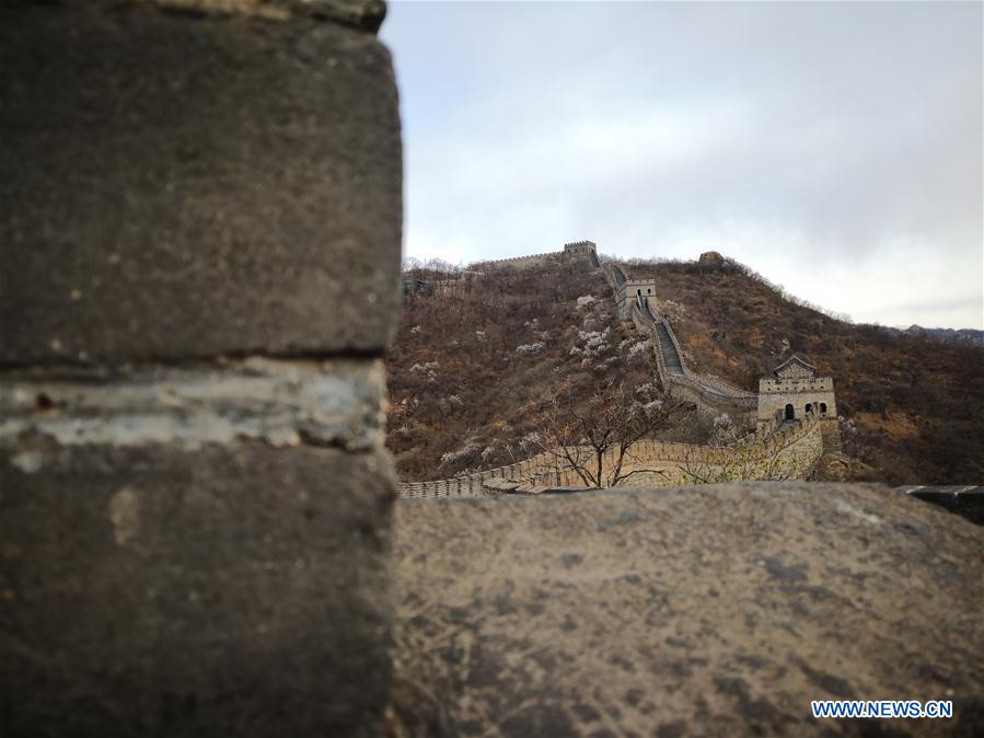 (Beijingcandid)CHINA-BEIJING-GREAT WALL-SPRING SCENERY (CN)