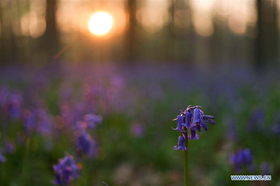 BELGIUM-BRUSSLES-NATURE-BLUEBELLS