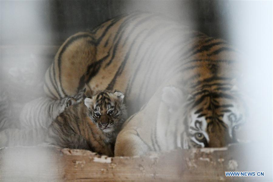 CHINA-HEILONGJIANG-HAILIN-TIGER CUBS (CN)