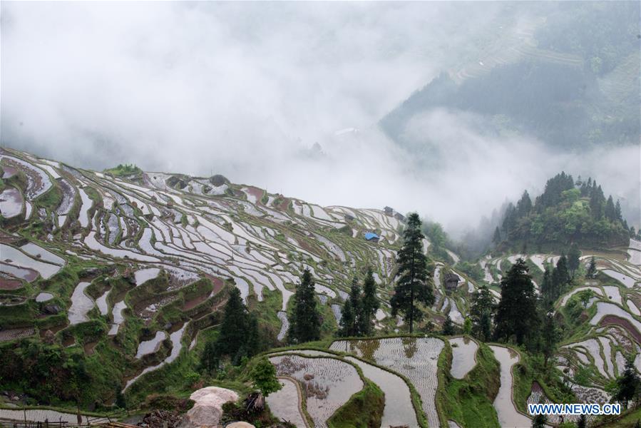 #CHINA-GUIZHOU-CONGJIANG-TERRACED FIELD (CN)