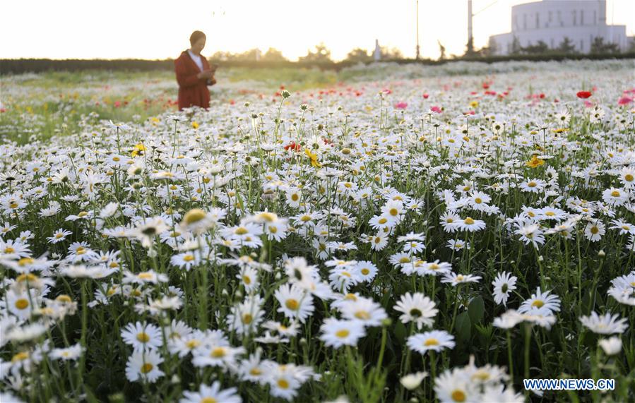 #CHINA-SHANDONG-LINYI-FLOWERS (CN)