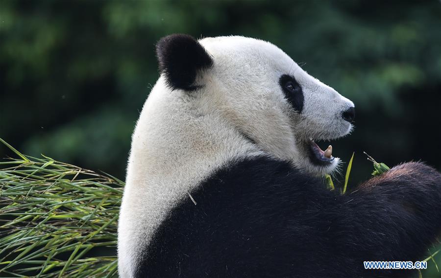 CHINA-SICHUAN-U.S.-GIANT PANDA-RETURN (CN)