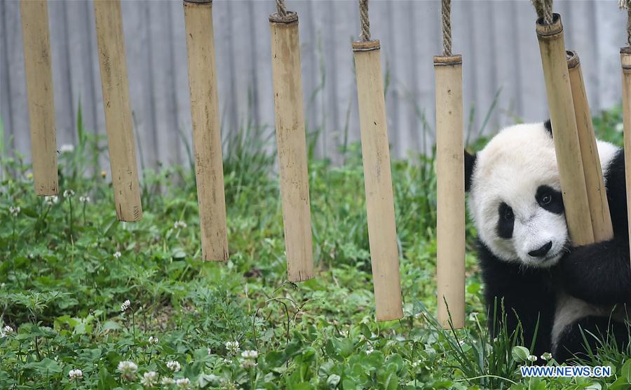 CHINA-SICHUAN-WOLONG-GIANT PANDA KINDERGARTEN (CN)