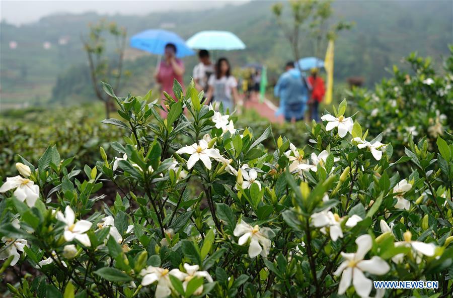 CHINA-FUJIAN-GARDENIA (CN)