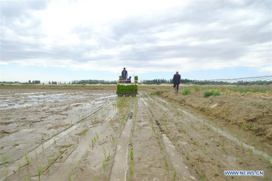 #CHINA-XINJIANG-TAKLIMAKAN DESERT-SALINE SOIL RICE (CN*)