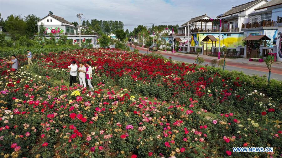 CHINA-SHAANXI-LUONAN-ROSE GARDEN (CN)