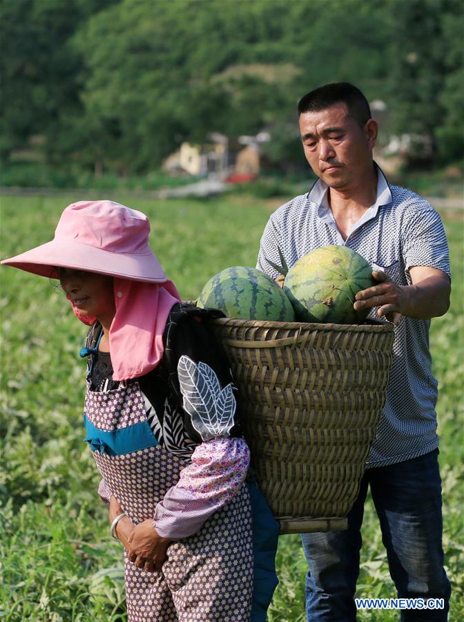 #CHINA-GUIZHOU-BIJIE-WASTELAND-WATERMELON (CN)