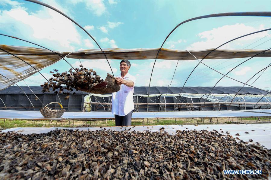 CHINA-JILIN-EDIBLE BLACK FUNGUS INDUSTRY (CN)