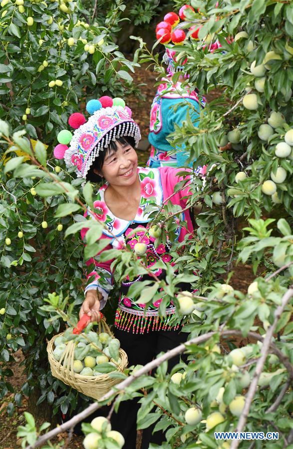 CHINA-YUNNAN-YUANMOU-FRUIT-HARVEST (CN)