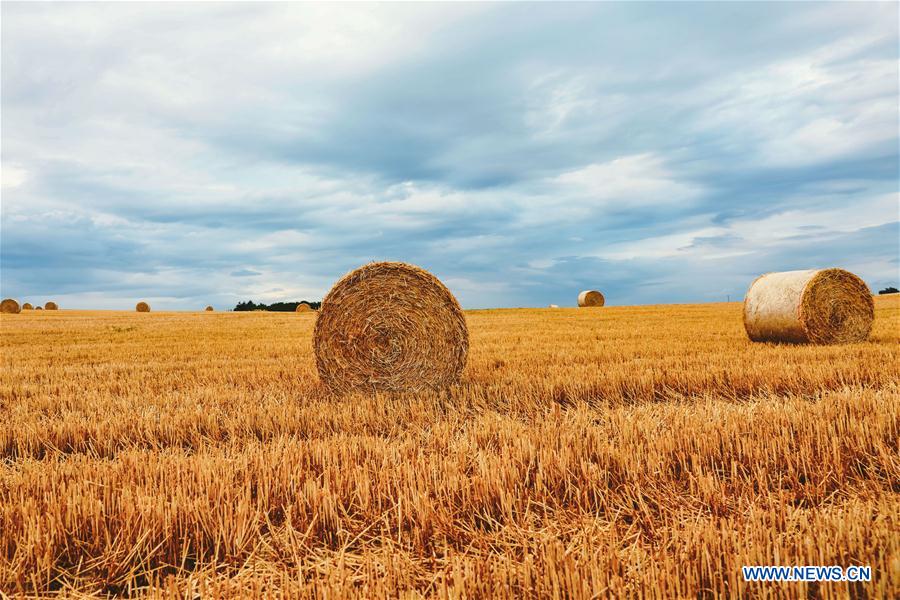 LUXEMBOURG-LENNINGEN-FIELD-SCENERY