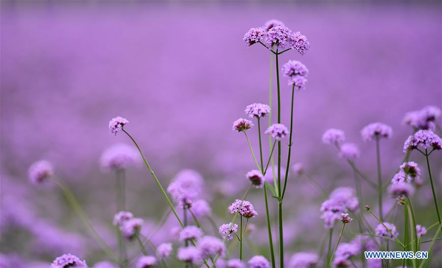 CHINA-TIANJIN-VERBENA FLOWER-TOURISM (CN)