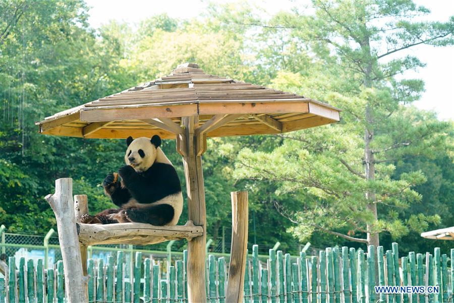 CHINA-HEILONGJIANG-GIANT PANDAS (CN)