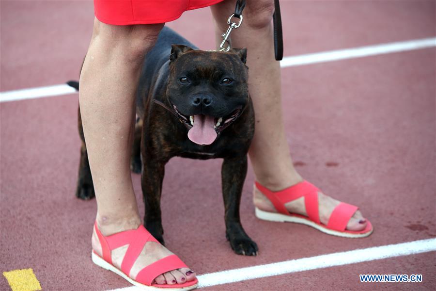 CROATIA-SPLIT-SUMMER NIGHT DOG SHOWS