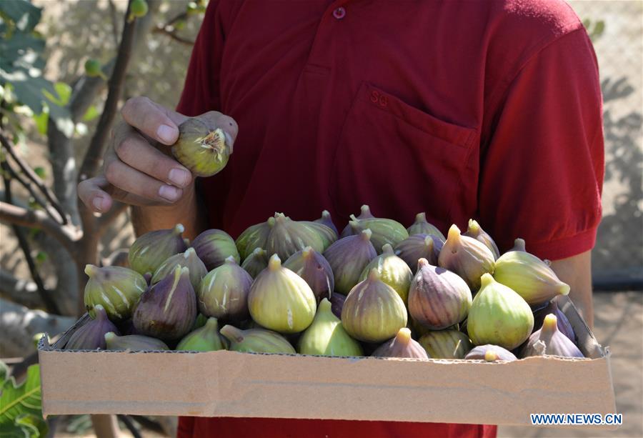 MIDEAST-GAZA-FIGS-HARVEST