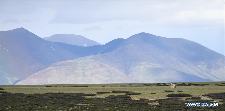 CHINA-TIBET-ALI-SCENERY (CN)