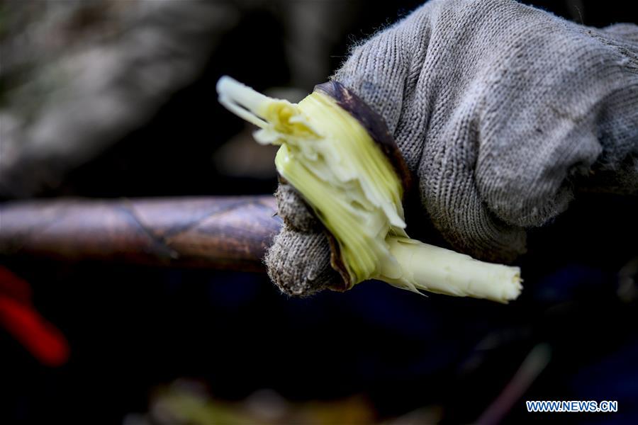 CHINA-CHONGQING-NANCHUAN-BAMBOO SHOOTS-COLLECTOR (CN)