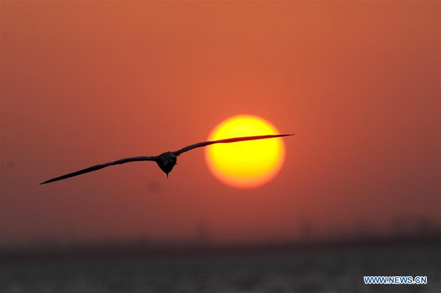 KUWAIT-KUWAIT CITY-SUNSET-BIRDS