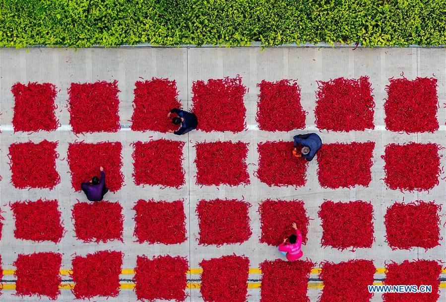 CHINA-HEBEI-JIZE COUNTY-CHILI HARVEST (CN)