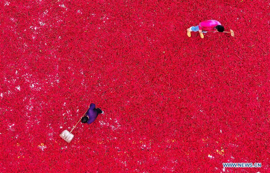 CHINA-HEBEI-JIZE COUNTY-CHILI HARVEST (CN)