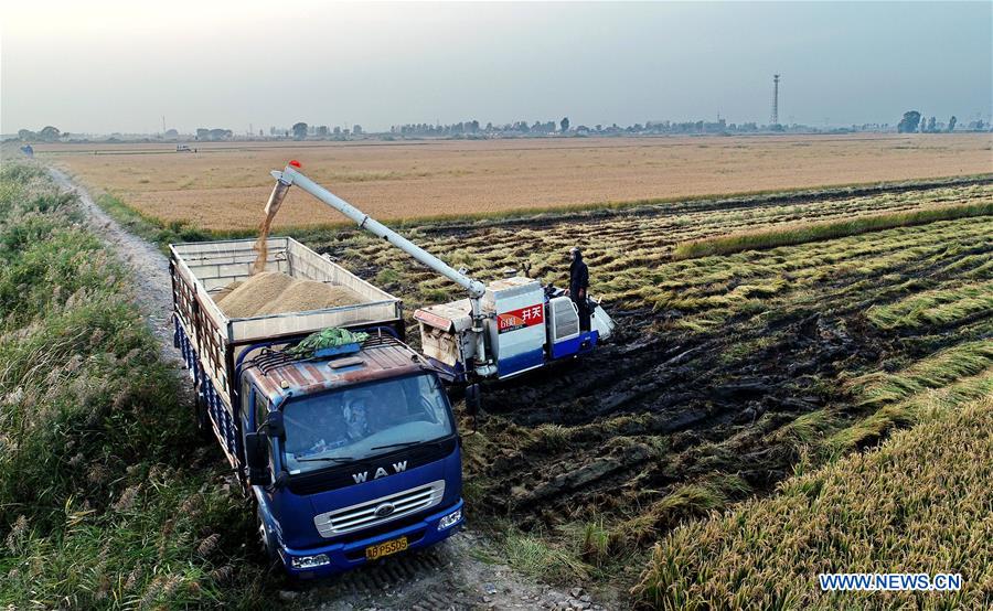 CHINA-HEBEI-HARVEST (CN)