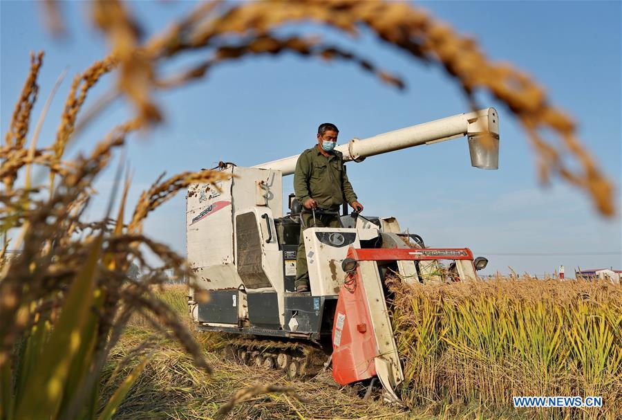 CHINA-HEBEI-HARVEST (CN)