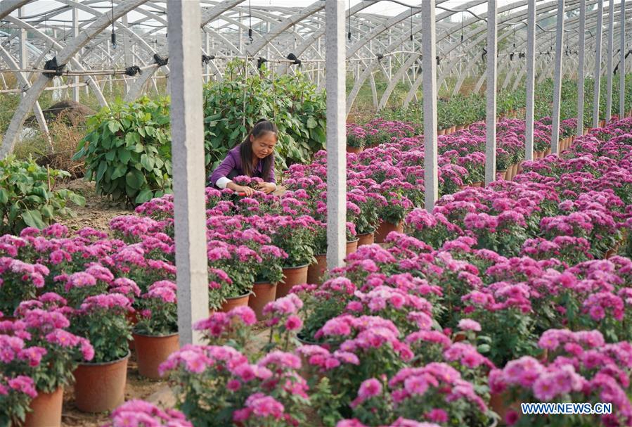 CHINA-HEBEI-CHRYSANTHEMUM PLANTING (CN)