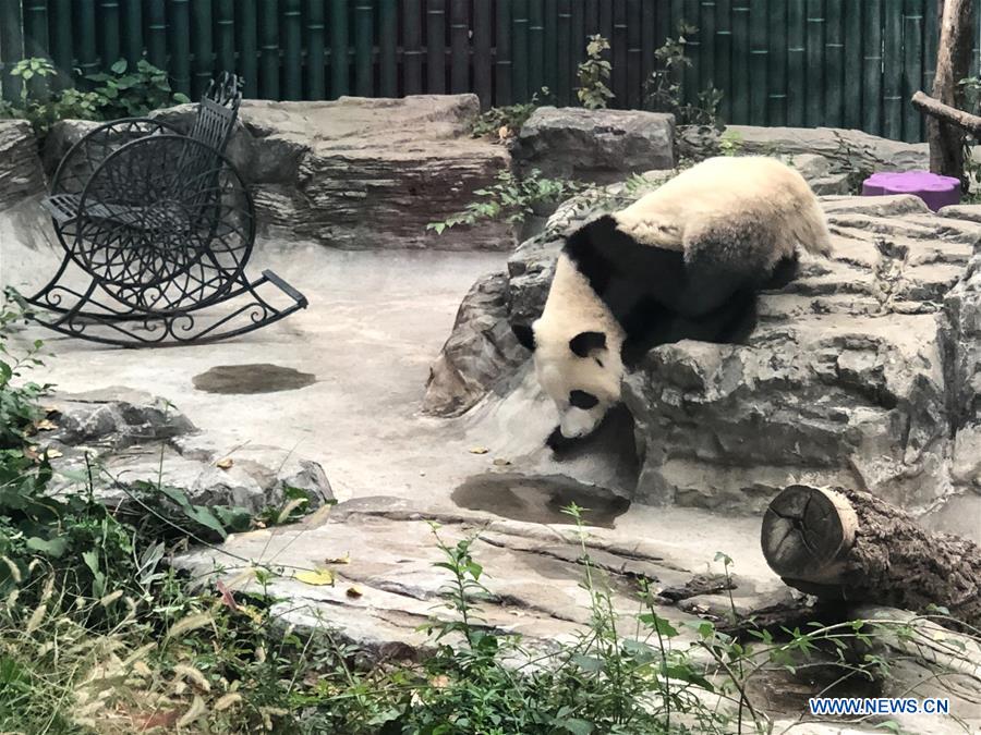 (BeijingCandid)CHINA-BEIJING-PANDA (CN)