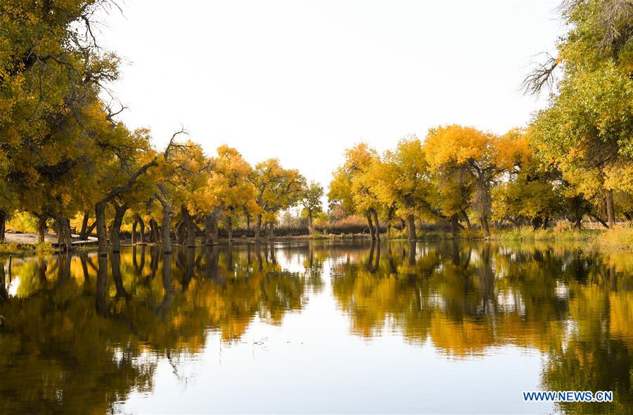 CHINA-INNER MONGOLIA-POPULUS EUPHRATICA-SCENERY (CN)