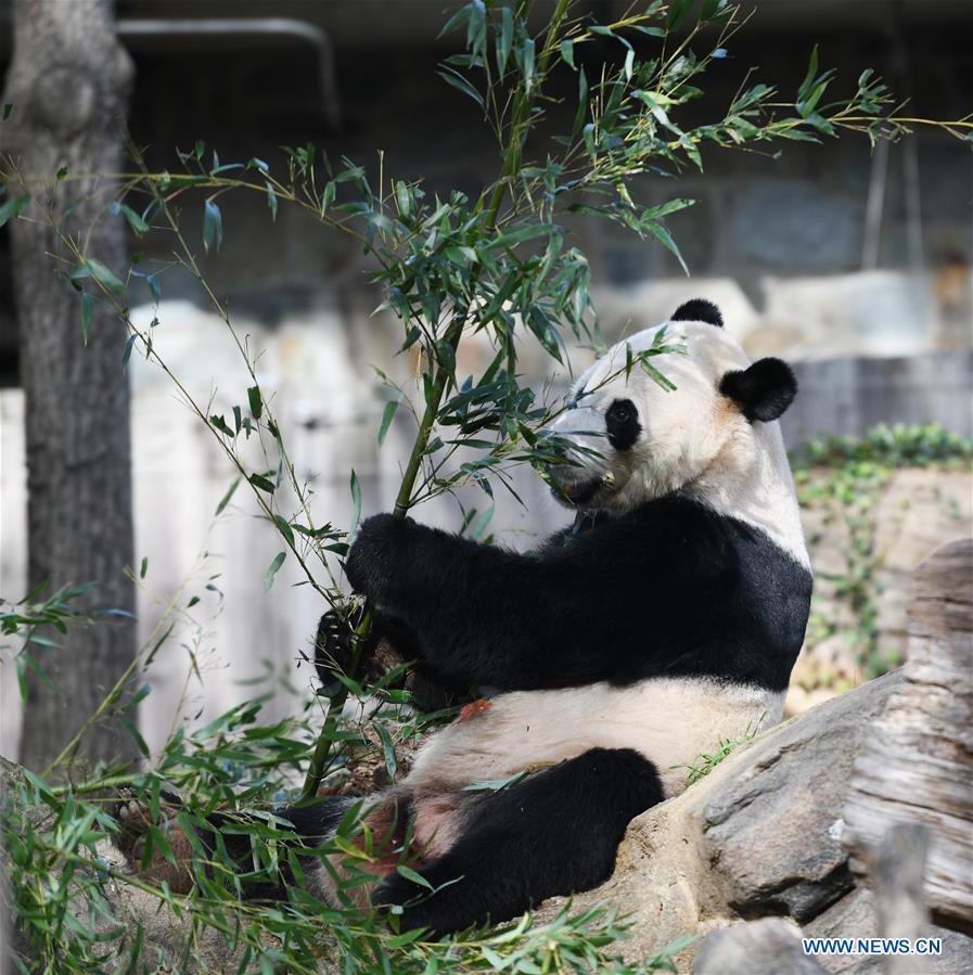 U.S.-WASHINGTON D.C.-NATIONAL ZOO-CHINESE GIANT PANDA-FAREWELL