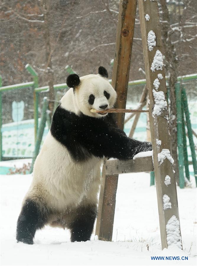 CHINA-HEILONGJIANG-SHANGZHI-SNOW-PANDA (CN)