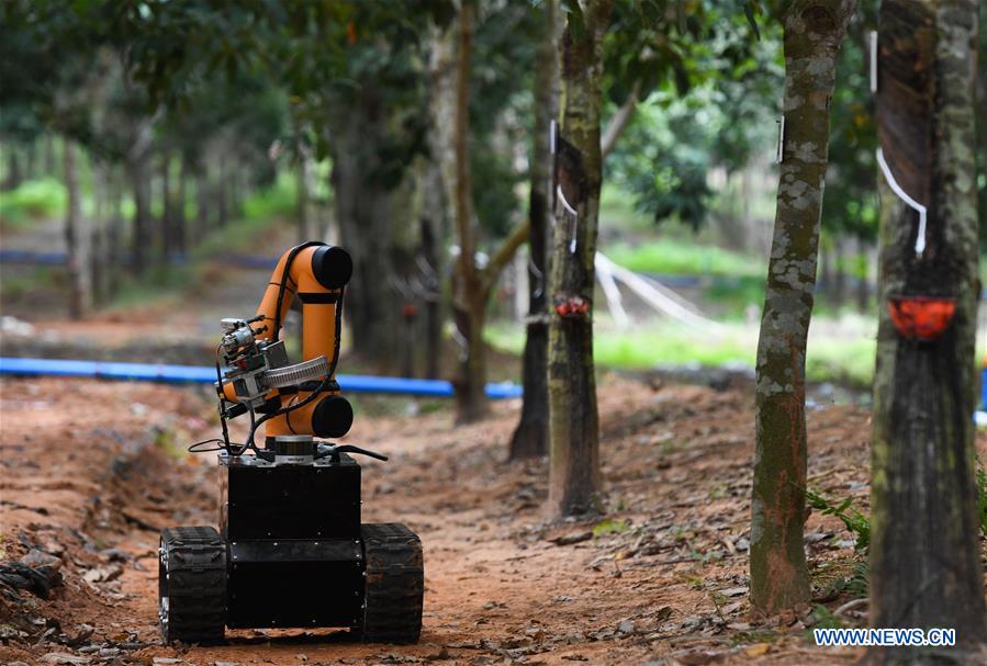 CHINA-HAINAN-RUBBER TAPPING ROBOT (CN)