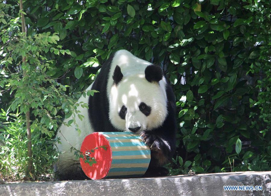 AUSTRALIA-ADELAIDE-CHINESE GIANT PANDA