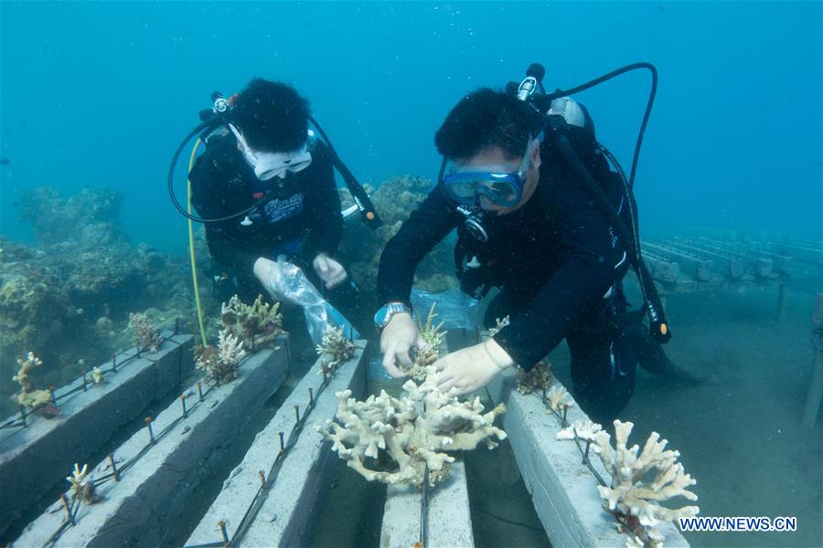 INDONESIA-BALI-CORAL REHABILITATION