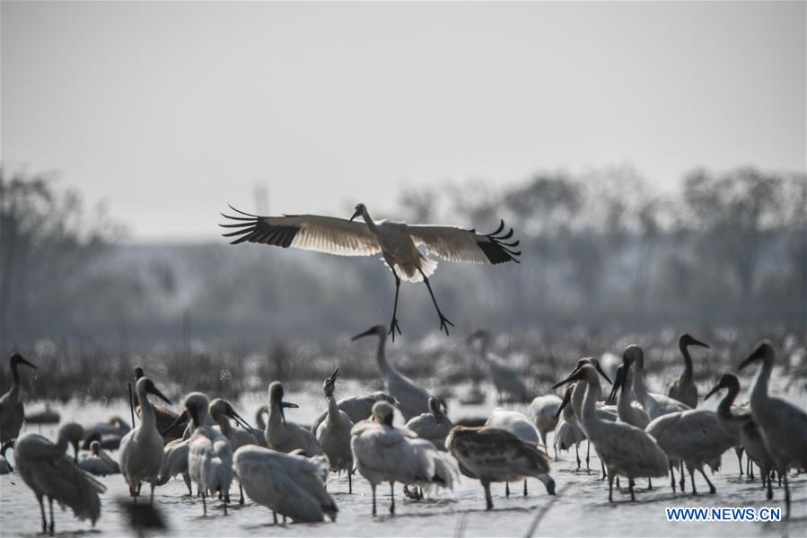 CHINA-JIANGXI-NANCHANG-WHITE CRANE (CN)