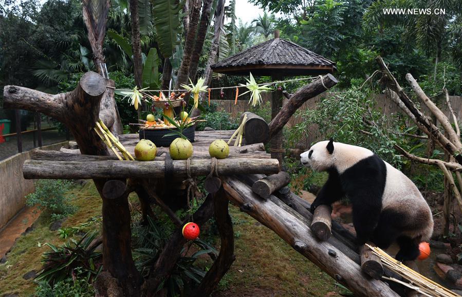 CHINA-HAINAN-HAIKOU-GIANT PANDA (CN)