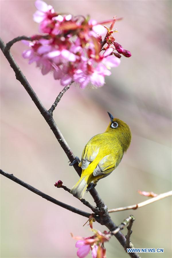 CHINA-GUIZHOU-GUIYANG-WHITE-EYE-BIRD (CN)