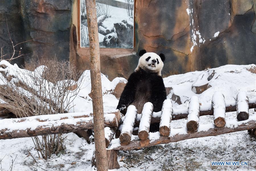 CHINA-QINGHAI-XINING-SNOW-GIANT PANDAS (CN)