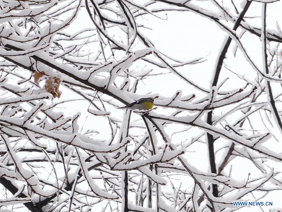 UZBEKISTAN-TASHKENT-SNOWFALL