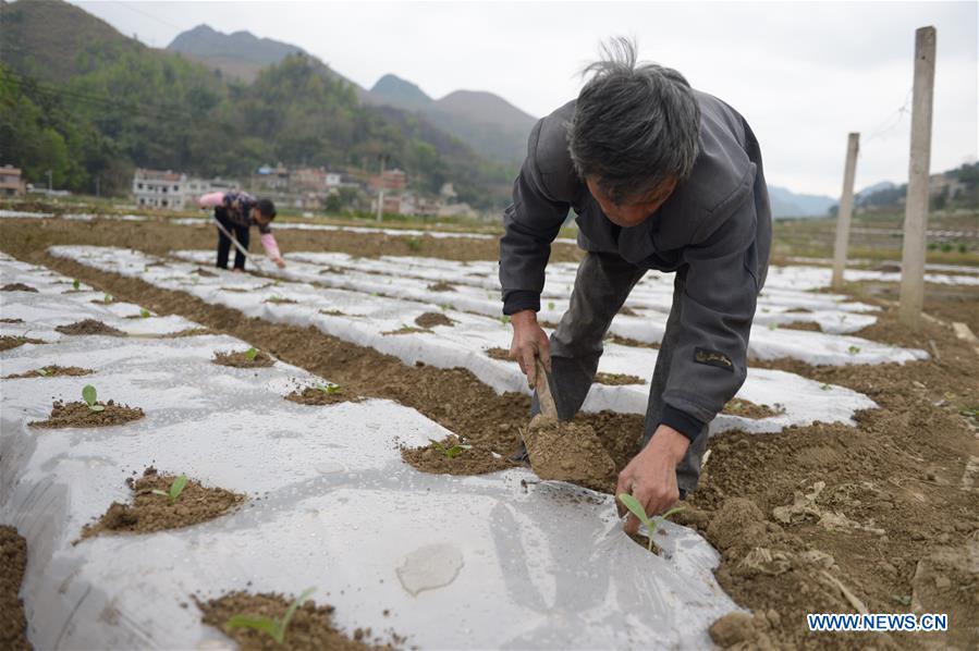 CHINA-GUIZHOU-GUANLING-SPRING PLOUGHING (CN)