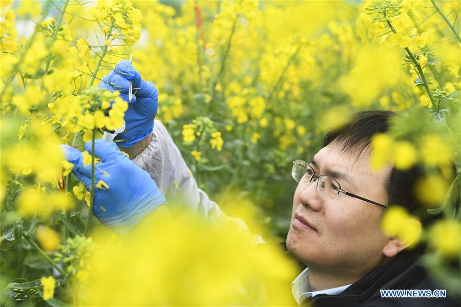 CHINA-CHONGQING-RAPESEED PLANTING (CN)