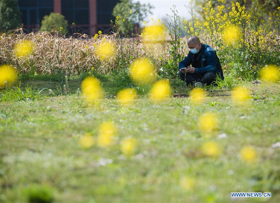 CHINA-HUBEI-WUHAN-SPRING SCENERY (CN)