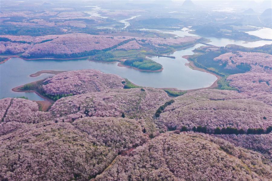 CHINA-GUIZHOU-GUIAN-CHERRY BLOSSOMS (CN)