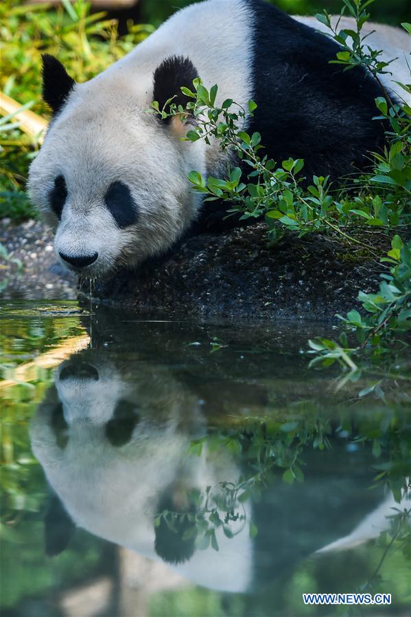 AUSTRIA-VIENNA-GIANT PANDA