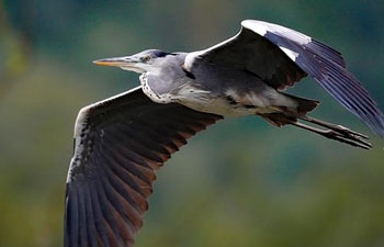 Birds seen in Guanshan Lake Park in Guiyang, SW China